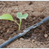 Plastic Film Greenhouse for Israel With Drip Irrigation