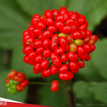 10g High Germination Korean Ginseng Seeds Sale With Good Price thumbnail-1