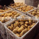 China Potato 2016 thumbnail-2