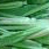 Organic Fresh Chinese Cabbage Pack Choi thumbnail-2