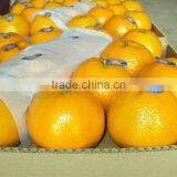 Kino Kinnow Mandarin Tangerine Orange Citrus Fruit From Pakistan thumbnail-1
