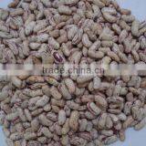 Light Speckled Kidney Beans thumbnail-1