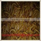 Mealworms for Sale Australia/where do Meal Worms Live/mealworms for Sale thumbnail-3