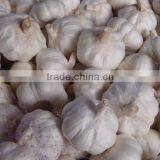 Wholesale Natural White Fresh Garlic thumbnail-4