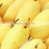 Namdokmai Fresh Golden Mango Grade A 300-400 G Loose Pack From Thailand