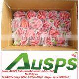 China Fresh Color Capsicum thumbnail-2