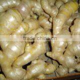 Fresh Air Dry Ginger thumbnail-2