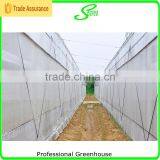 Agriculture Poly Tunnel Greenhouse for Sale thumbnail-4
