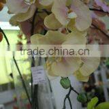 China Wholesale Artificial Baby Orchid Flower for Wedding or Home Party Decoration thumbnail-5