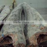 Frozen Sail Fish DWT thumbnail-2