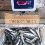 Frozen Horse Mackerel (Trachurus Japonicus) thumbnail-1