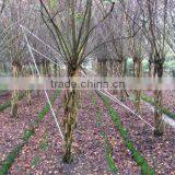 Lagerstroemia Indica Tree Small Chinese Letter Gourd and Bottle Shape Plants thumbnail-3