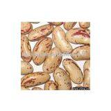 Light Speckled Kidney Bean