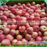 2014 Fresh Fruit Fuji Apple Wholesale for Dubai (In the Preferential...) thumbnail-2