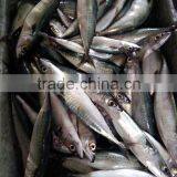 NEW LANDING FROZEN FISH PACIFIC MACKEREL SEA FROZEN 400-600G thumbnail-2