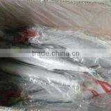 Frozen Spanish Mackerel for Sale or Scomberomorus Niphonius thumbnail-6