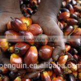 2016 New Technology Oil Palm Processing Equipment thumbnail-1