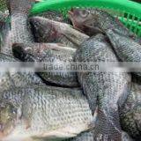 Frozen Tilapia W/R 300-500g thumbnail-2