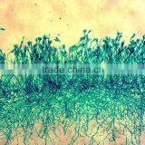 Hot Sale Indonesia Student Biological Educational Testing Slides Set thumbnail-4