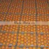 FRESH VALENCIA ORANGES thumbnail-1