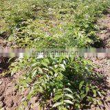 Kerala Curry Leave thumbnail-1