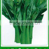 CS04 Dazhong 80 Days Cold Resistant Choy Sum Seeds of Vegetable Seeds thumbnail-1