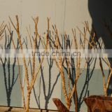 Natural dry tree branch for decoration