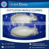 Cleaned Frozen Cuttlefish With High Nutrient Values thumbnail-1