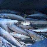 Hot Sales High Quality BQF Frozen Pacific Mackere thumbnail-6