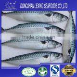 Frozen Pacific Mackerel Fish Prices thumbnail-2