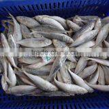 Frozen Horse Mackerel /Pacific/Indian/Atlantic Mackerel Fish for Sale thumbnail-1