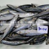 New Laning Whole Round Seafrozen Horse Mackerel for Canning With Good Quality and Competitive Price thumbnail-5