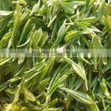 Organic EU Standard Chunmee Green Tea 9366 thumbnail-3