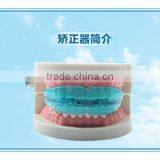 Teeth Orthodontic Trainer Dental Teeth Orthodontic Appliance Trainer Alignment Transparent and Blue Color thumbnail-4