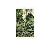 Yucca Schidigera Extract/Sarsaponin thumbnail-1