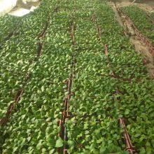 Jinzhu No. 2 Chinese Yellow Skin Hybrid Squash/zucchini Seeds thumbnail-4