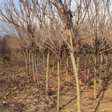 Prices of Bauhinia Trees in 2020 thumbnail-2