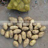Sell 2013 Fresh Holland Potato thumbnail-1