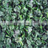 IQF Frozen Spinach Leaf BQF With High Quality thumbnail-1