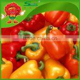 High Quality Yellow Bell Pepper Colorful Pepper on Sale thumbnail-3