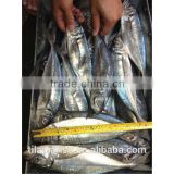 Frozen yellow tail fish for sale