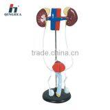 Human Male Urogenital System