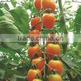 High Resistance High Yield Hybrid F1 Cherry Tomato Seeds thumbnail-1