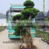 Ficus Big Bonsai