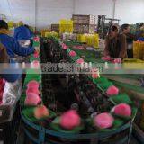 FGX-Zvertical Fruit Grading Machine