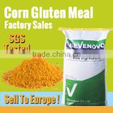 Competitive Corn Gluten Price 60% 65% Protein