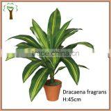 Potted Artificial Dracaena Fragrans Bonsai thumbnail-1