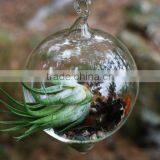New Design With High Quality Wholesale Glass Globle Hanging Terrarium thumbnail-1