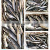 Whole Round BQF Frozen Fresh Fish Pacific Mackerel 300-500g for Sale thumbnail-2
