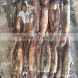 150-200g Illex Argentinus Squid Frozen Squid thumbnail-4